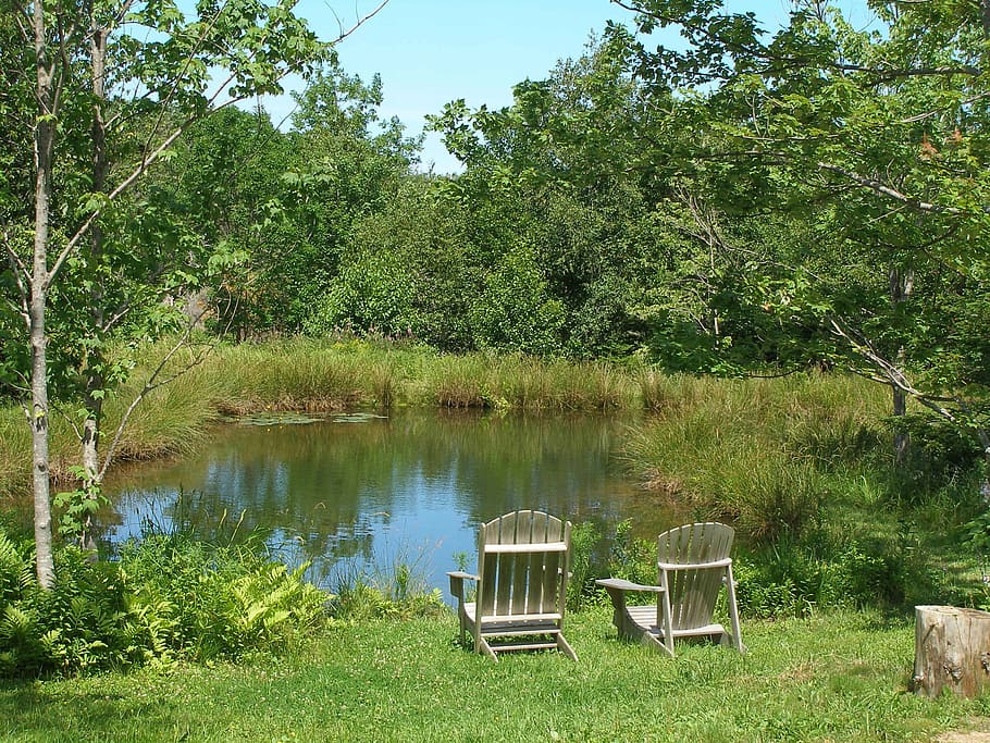 serene, summer, vacation, plant, tree, tranquility, water, green color HD wallpaper