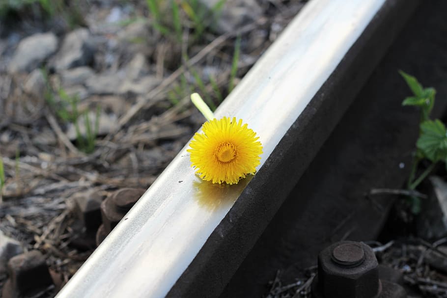 railway, flower, dandelion, flowering plant, freshness, yellow HD wallpaper