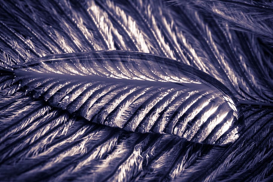strauss spring, drip, feather, close, macro, background, drop of water HD wallpaper