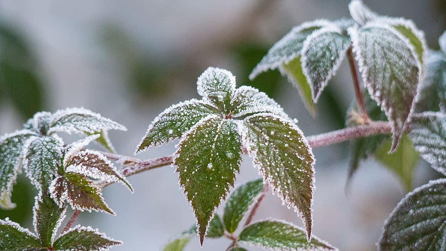 leaf, nature, plant, garden, ripe, winter, plant part, cold temperature HD wallpaper