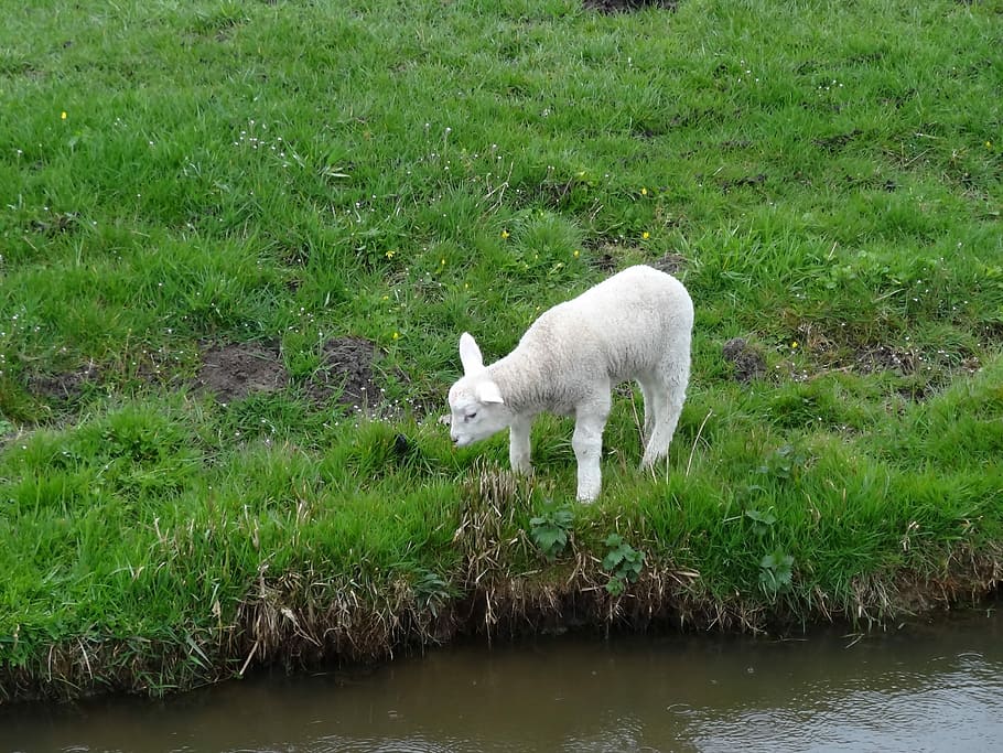 Lamb, Lambs, Sheep, Spring, Nature, animals, mammals, netherlands HD wallpaper