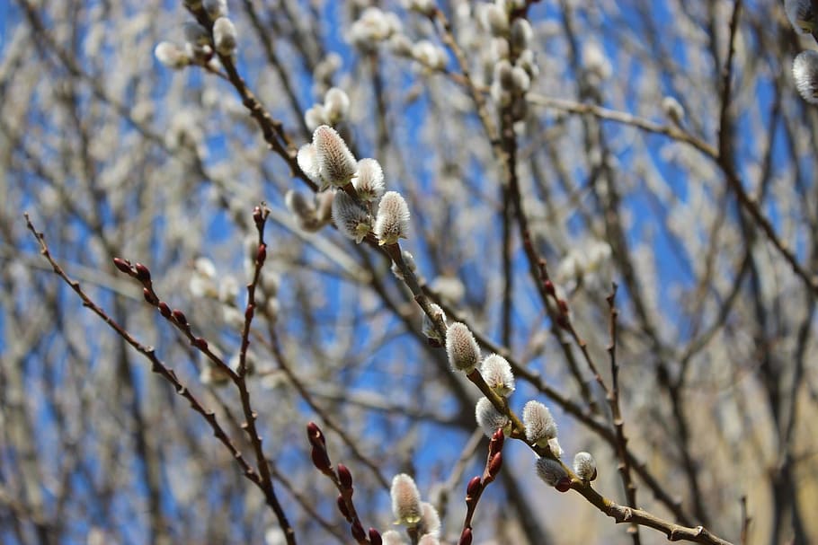 willow tree, spring, nature, branch, season, trees, plant, low angle view HD wallpaper