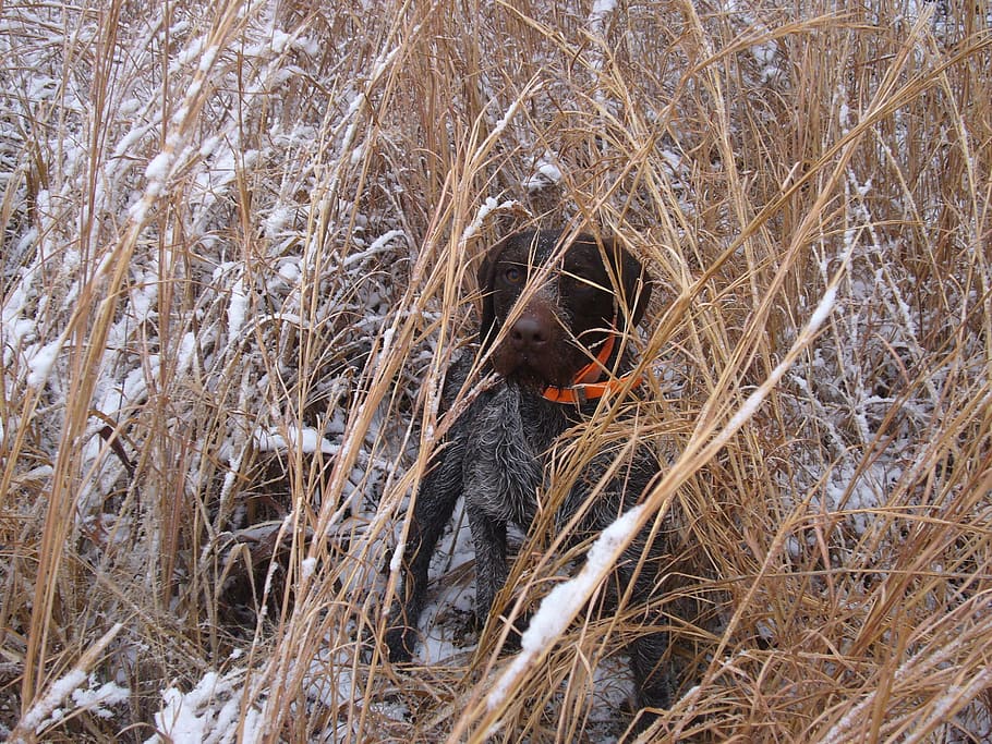 dog, hunting, point, hunter, pet, animal, breed, pointer, outdoor HD wallpaper