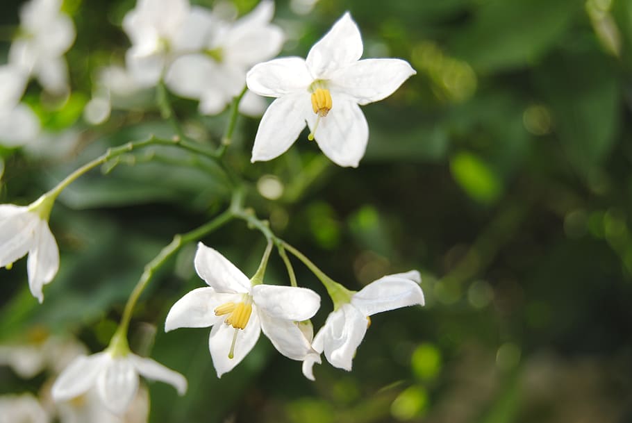White, Bloom, Blossom, Garden, spring, blooming white, flower HD wallpaper