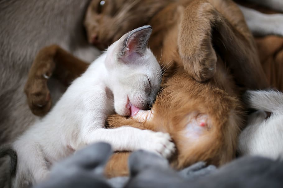 white kitten, Suckle, Teat, Siamese Cat, dreams, tongue, drink HD wallpaper