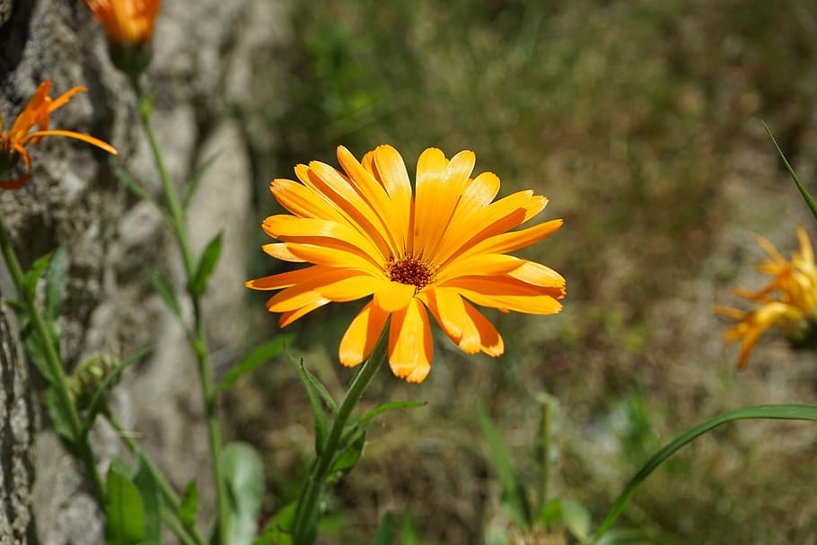gerbera, flower, flora, botany, garden, petal, gerbera flower HD wallpaper
