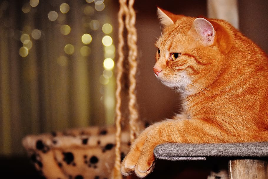 cat, red, funny, cute, mackerel, tiger, sweet, cuddly, animal HD wallpaper