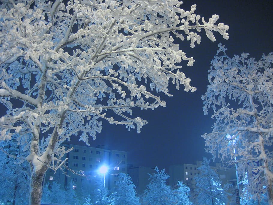 closeup photo of tree cover by snow, Frost, Winter, White, Ice HD wallpaper