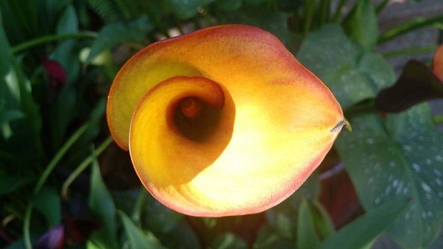 flower, phi, snail, natural design, nature, plant, petal, summer HD wallpaper