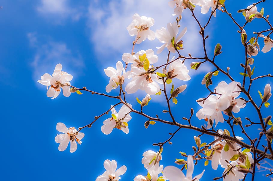 white petal flowers, magnolia, spring, bud, tree, pink, full bloom HD wallpaper