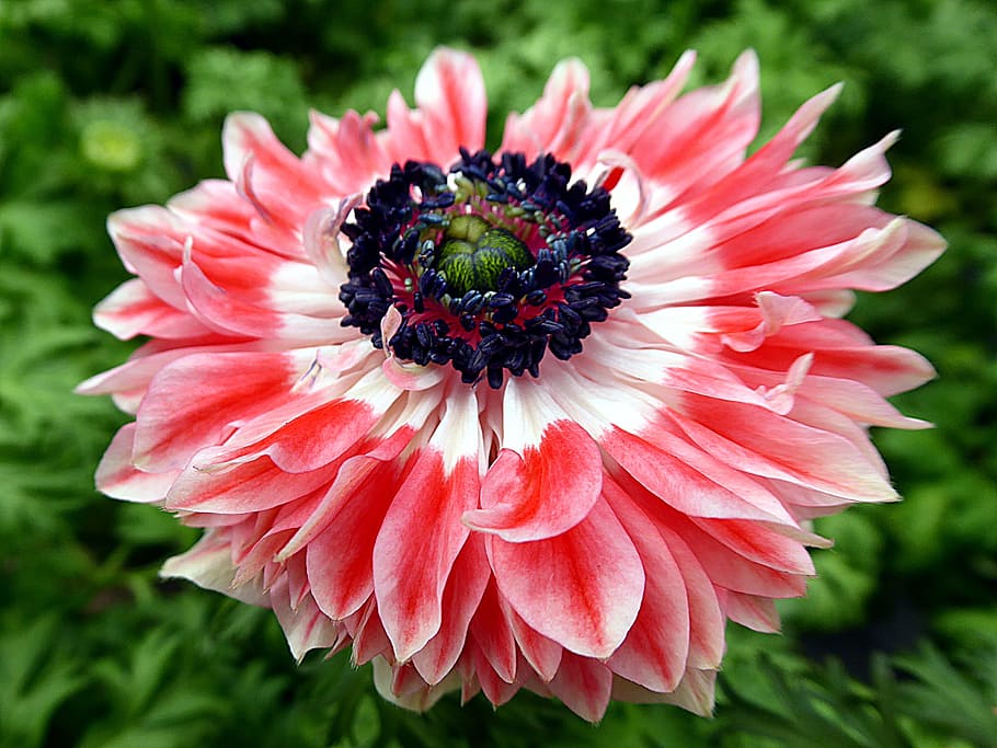 Flower, Anemone, Pink, Ranunculaceae, petals, stamens, fragility HD wallpaper