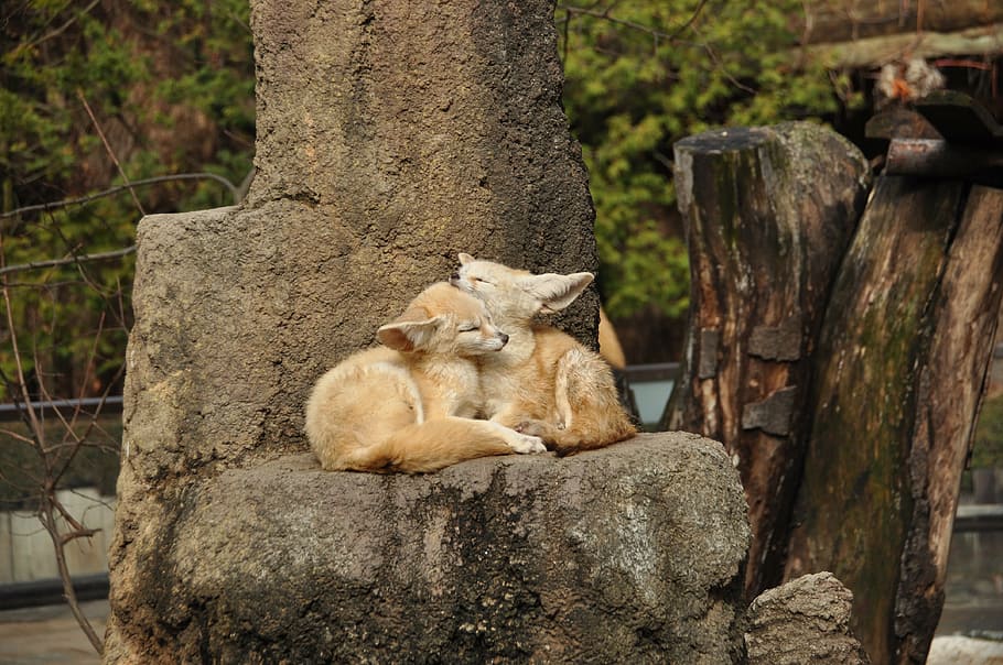 two beige animals laying on rock, zoo, fennec fox, autumn, mammal, HD wallpaper