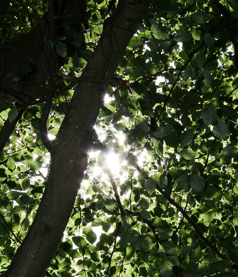 sunlight, trees, dappled, nature, forest, green, natural, foliage HD wallpaper
