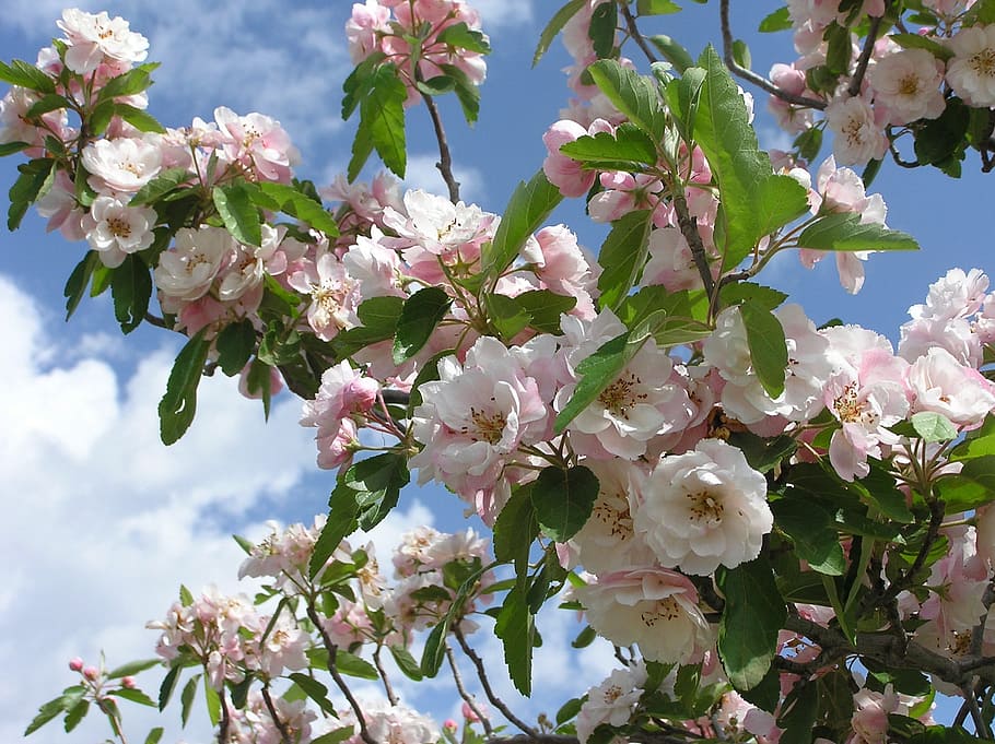 Crab, Apple, Tree, nature, springtime, pink Color, flower, branch HD wallpaper