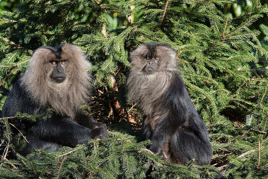 two monkey on tree at daytime, lion tailed macaques, wanderoo, HD wallpaper