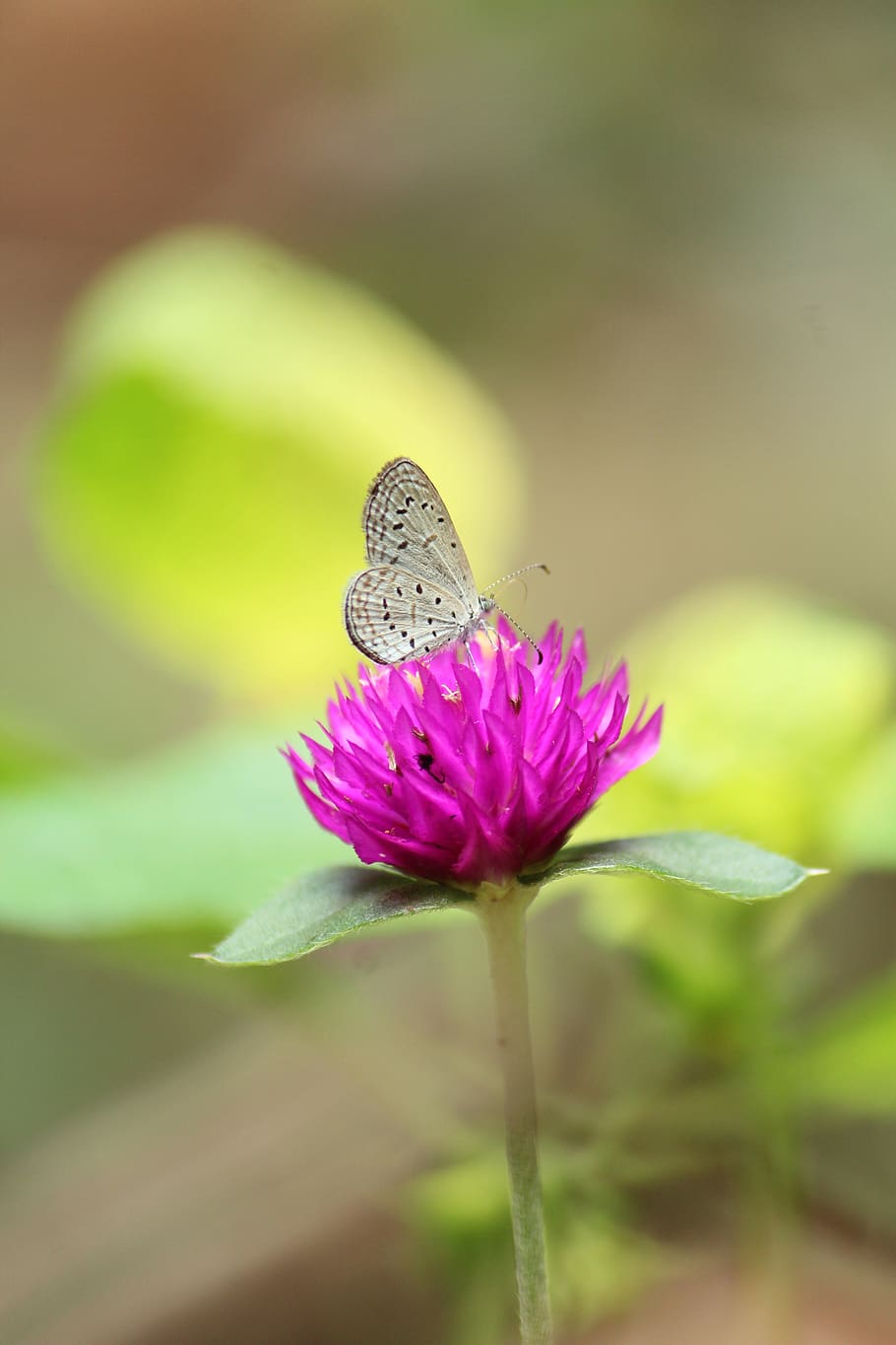 Hd Wallpaper Nature Insect Butterfly Outdoors Flower Summer