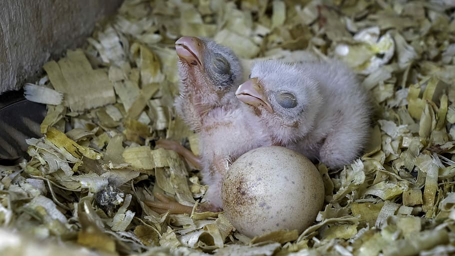tilt shift lens photography of bird chicks, newborn birds, egg HD wallpaper
