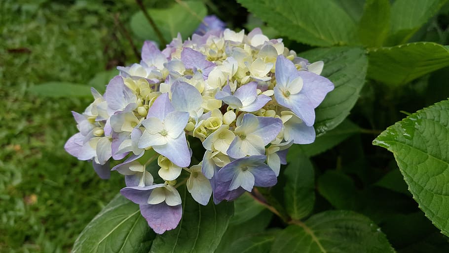 Hydrangea, Lavender, Spring, Natural, flower, beauty in nature HD wallpaper
