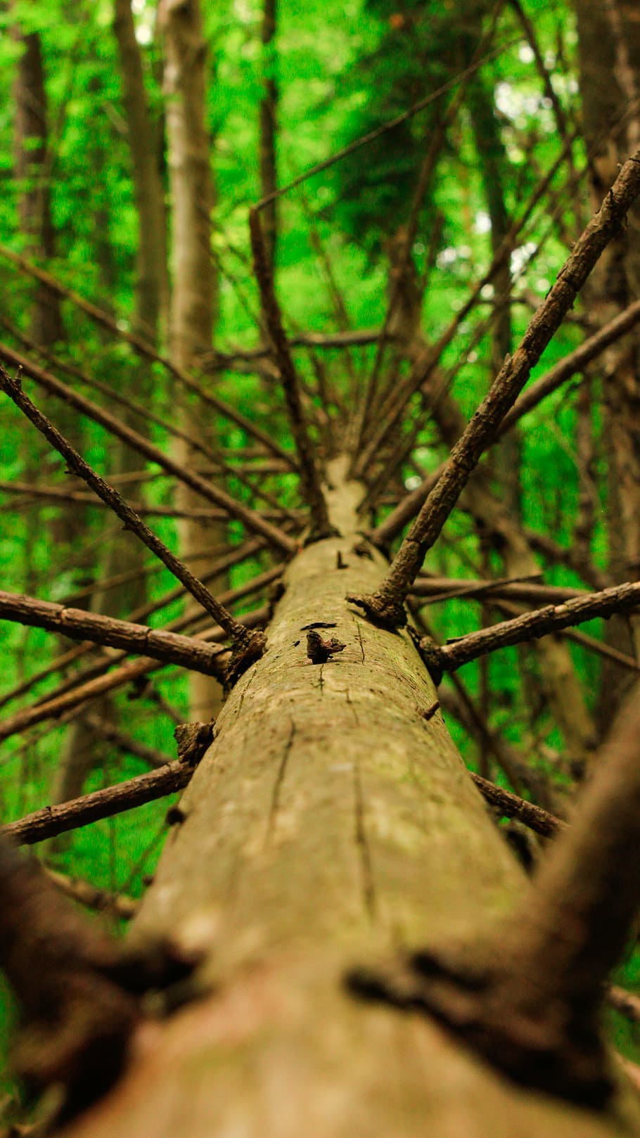 dead tree trunk, forest, nature, landscape, branch, selective focus HD wallpaper
