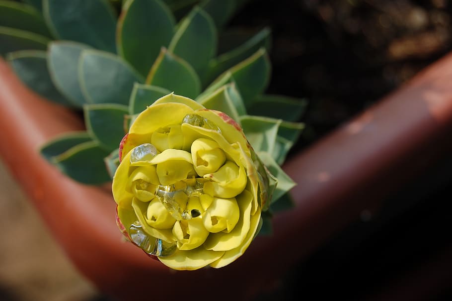 nature, leaf, plant, freshness, flowering plant, human hand HD wallpaper