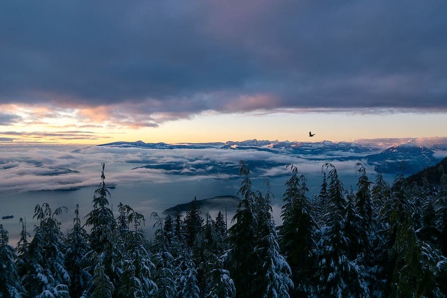 trees covered by snow, aerial view of forest and mountain, landscape HD wallpaper