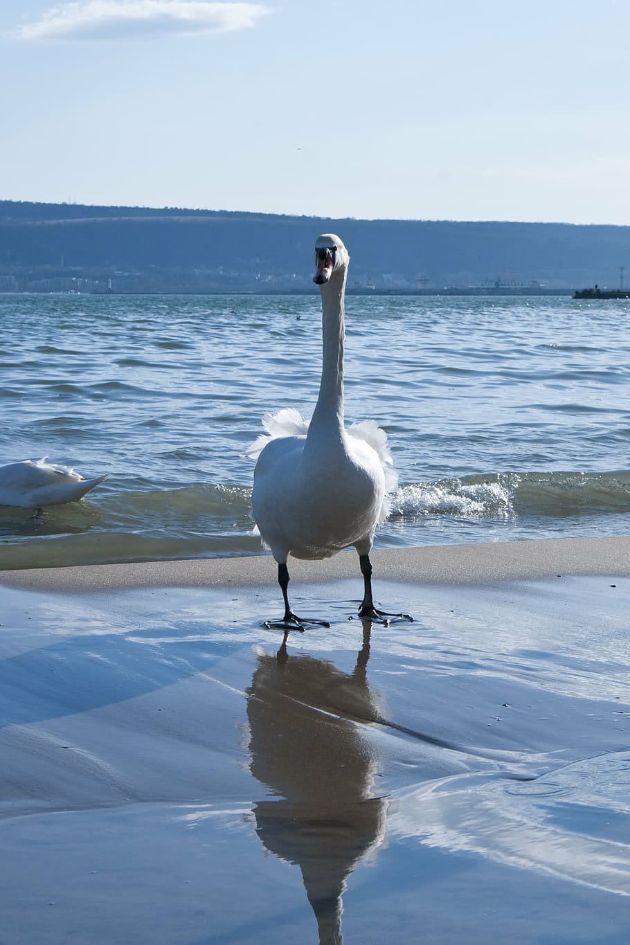 лебеди на море зимой