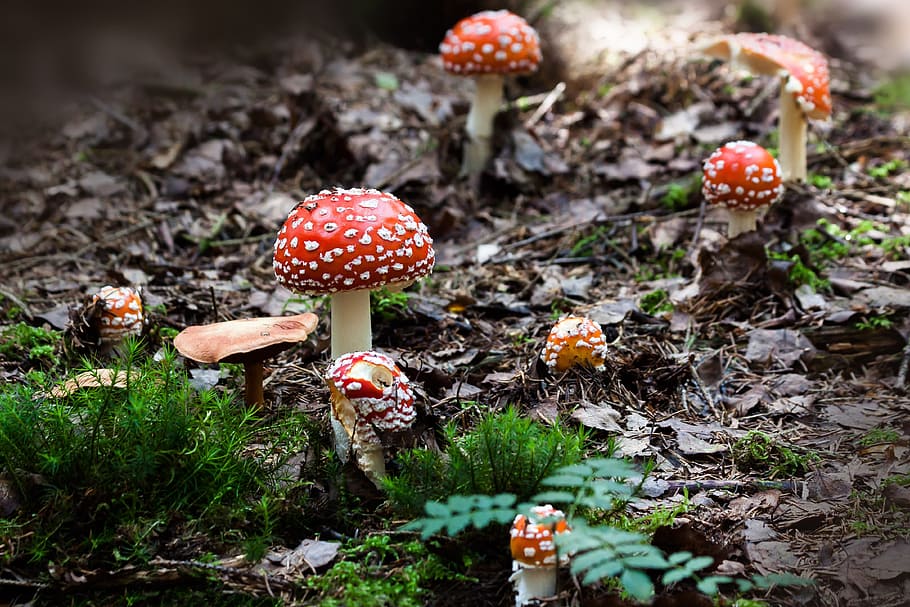 Red Mushroom Near Green Grass, moss, mushrooms, nature, toadstools HD wallpaper