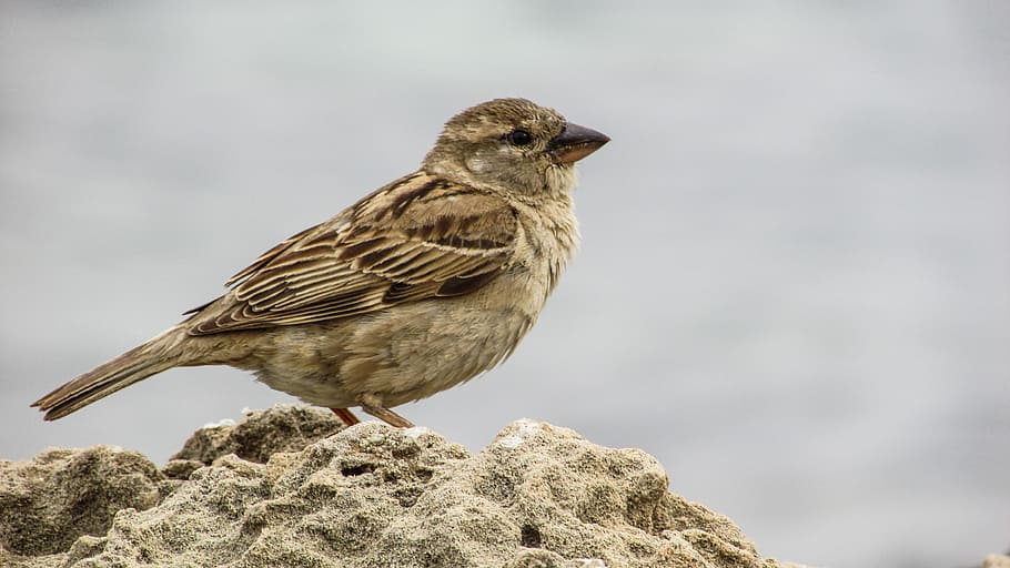 sparrow, young, cute, small, bird, animal, cyprus, animal wildlife HD wallpaper