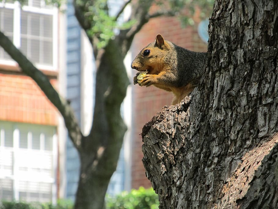 Squirrel, Common, Rodent, common squirrel, eating, nut, tree HD wallpaper