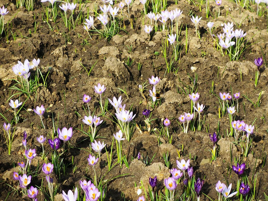 spring, spring flower, crocus, flowering plant, freshness, vulnerability HD wallpaper