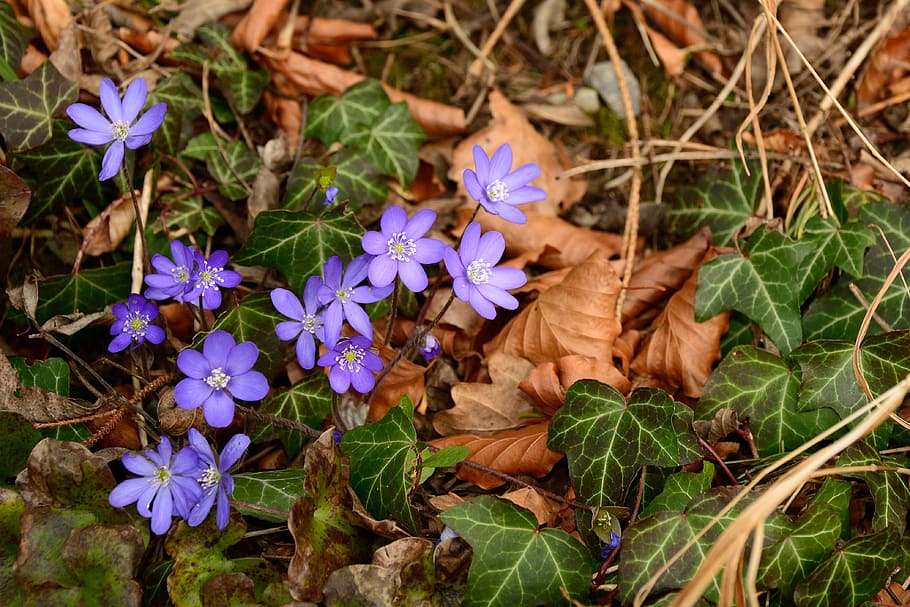 Forest Floor, Ground, Leaves, Ivy, flowers, nature, spring, HD wallpaper