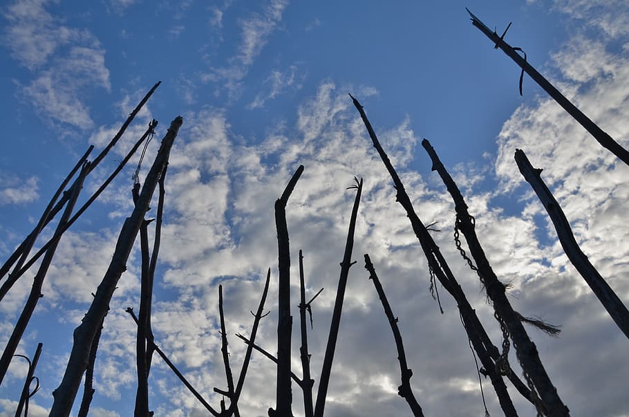 Branches, Tree, Cloud, trees, sky, clouds, blue, nature, no people HD wallpaper