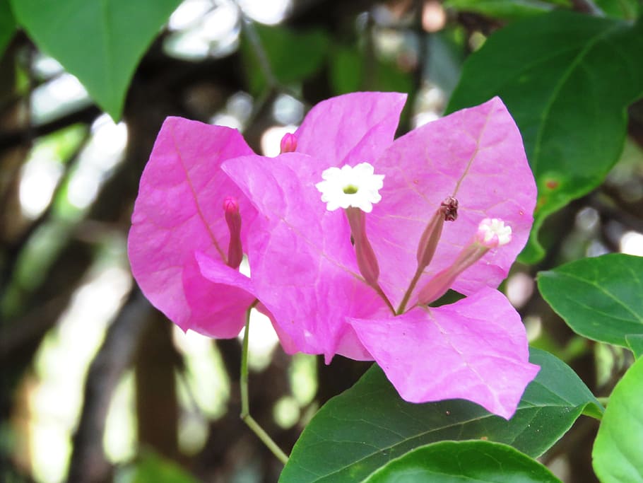 fresh, flower, zoom, flowering plant, petal, beauty in nature HD wallpaper