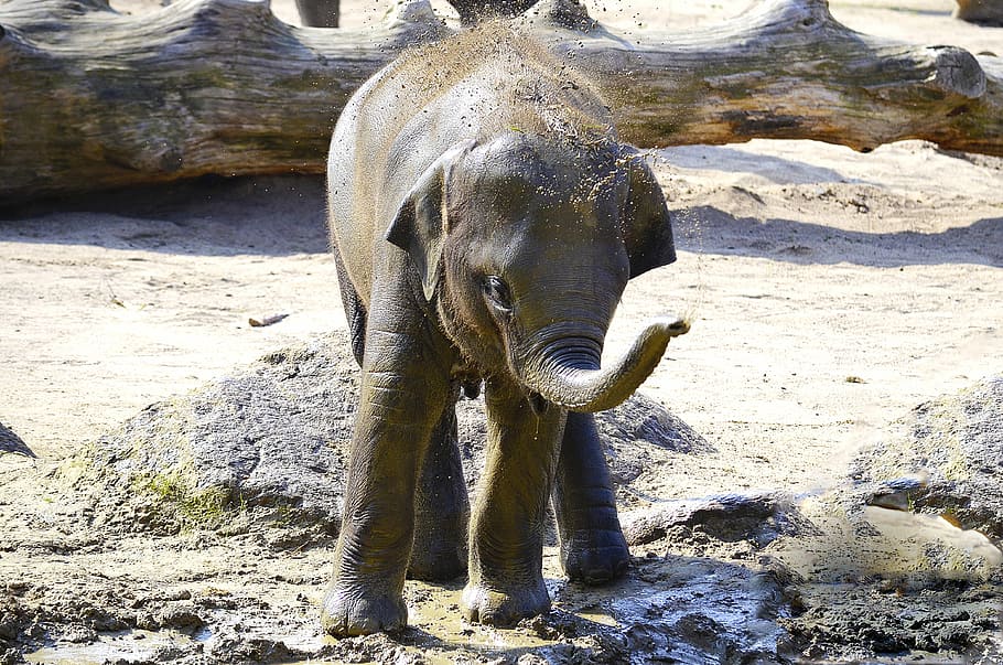 indian baby elephant wallpaper