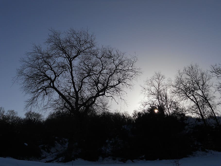 branches, backlight, nature, field, tree, plant, snow, sky HD wallpaper