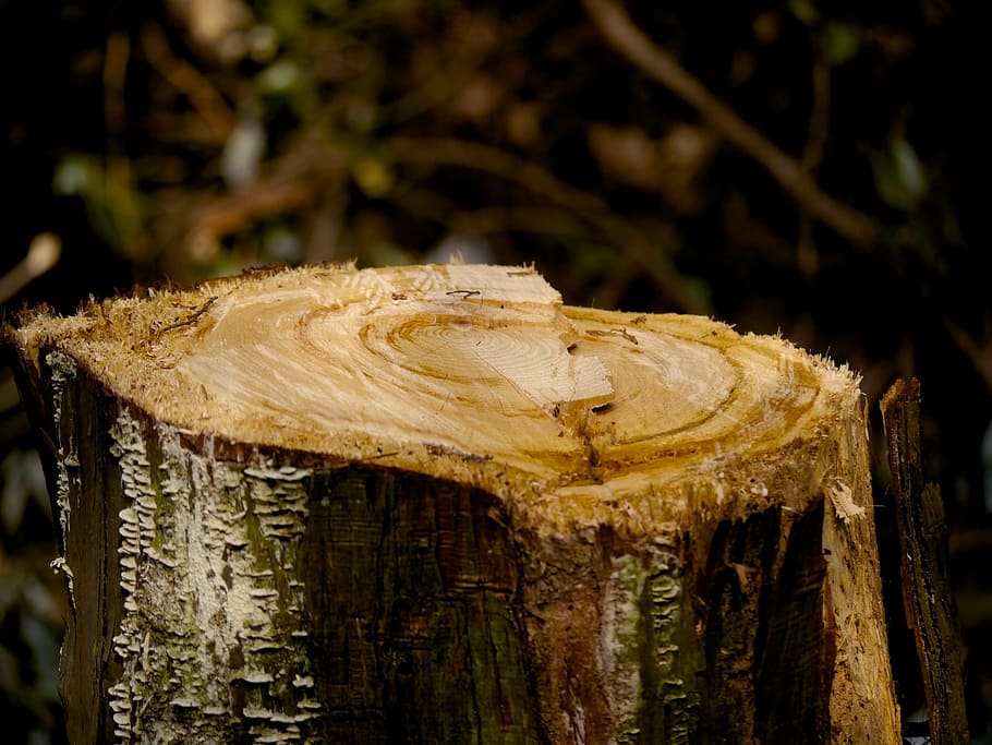 Stump, Wood, Natural, Tree, tree Trunk, nature, forest, log, HD wallpaper