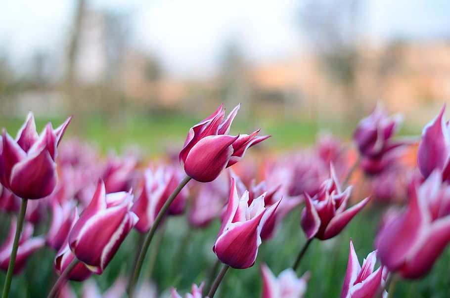 Tulips, Flower, Macro, Close-Up, beautiful, spring, green, leaves HD wallpaper