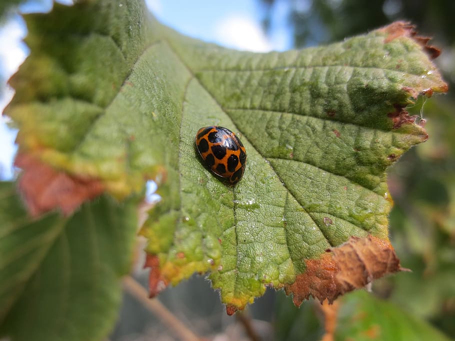 ladybird, ladybug, beetle, insect, small, red, black, garden HD wallpaper