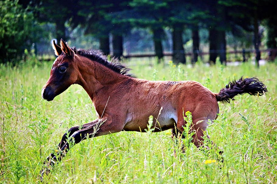 brown horse running on ground with grass during daytime, foal, HD wallpaper
