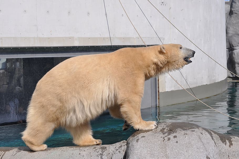 polar bear on gray rock, zoo, expensive, mammal, animal, one animal HD wallpaper
