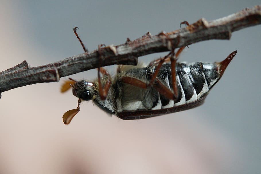 maikäfer, may, beetle, insect, spring, creature, chitin shell HD wallpaper