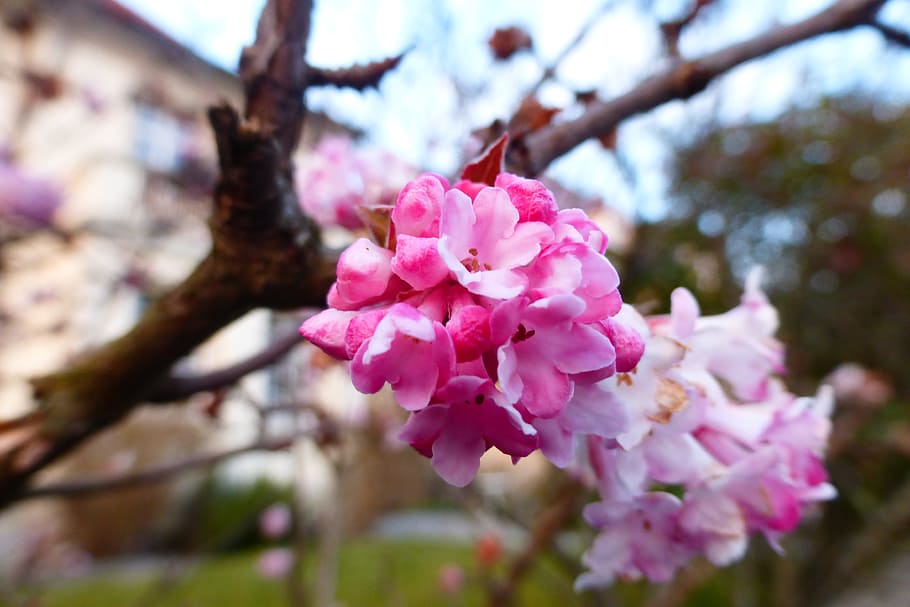 spring, bloom, pink, blu, park, flowers, pink color, flowering plant HD wallpaper