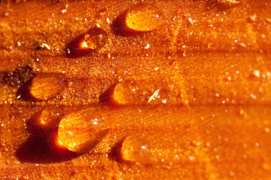 resin, bitumen, tree pruning, spring cut, lebendharzung, deciduous tree HD wallpaper