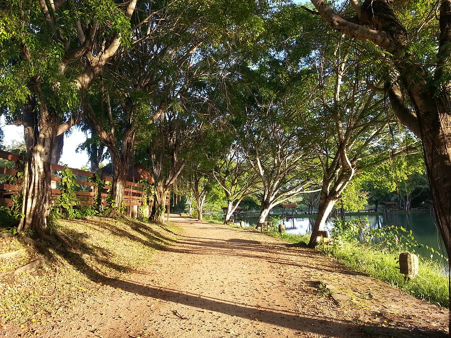 path, road, trees, shrubs, landscape, nature, ground, farm HD wallpaper
