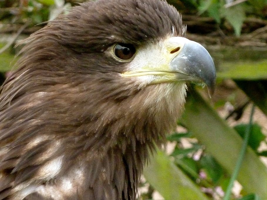 eagle, eye, beak, bird, nature, wildlife, feather, head, predator HD wallpaper