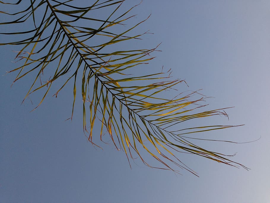 palm tree, branch, exotic, green, leaf, summer, marrakesh, morocco, HD wallpaper