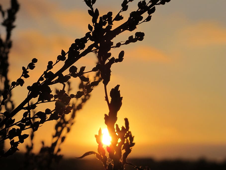 sunset, sunrise, summer, sky, beauty in nature, plant, silhouette HD wallpaper