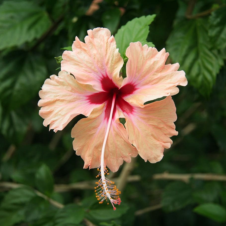 pink hibiscus, flower, floral, tropical, exotic, nature, green, HD wallpaper