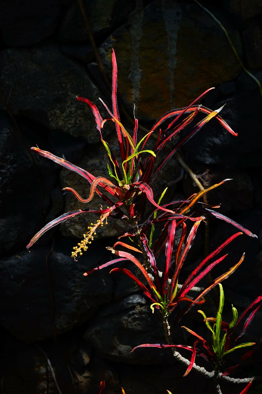 croton, plant, tropical, exotic, codiaeum variegatum, wonderful shrub, HD wallpaper