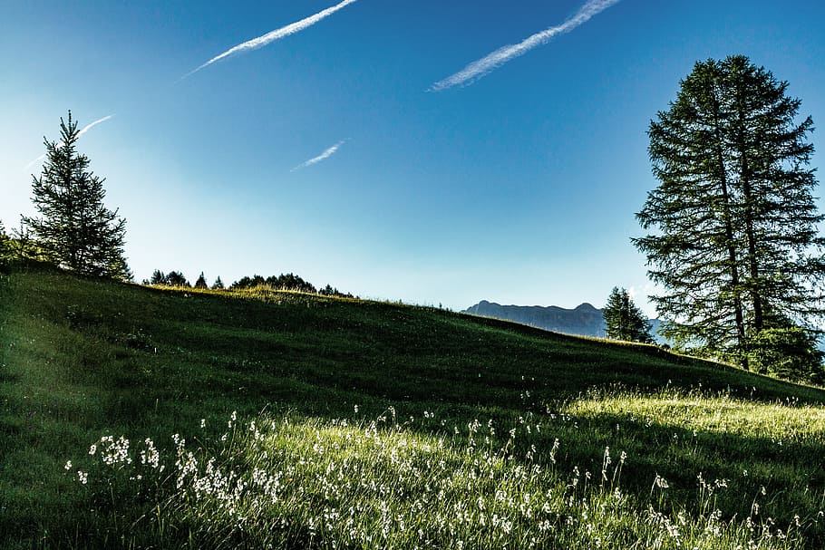 Sun, Sunlight, Meadow, Grass, Nature, landscape, tree, mountains HD wallpaper